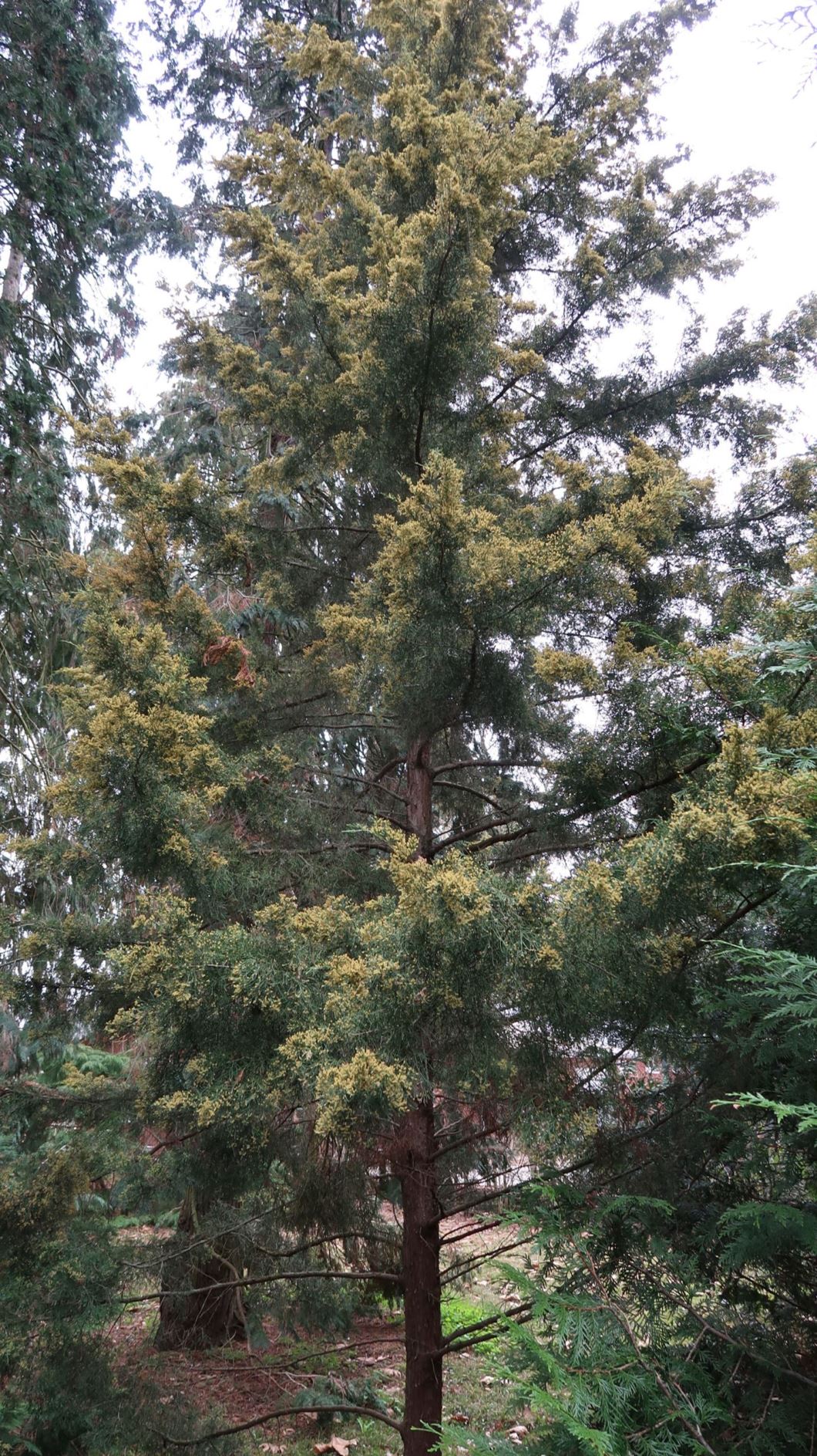Juniperus scopulorum - Felsengebirgs-Wacholder, Rocky Mountain juniper, Rocky Mountain redcedar