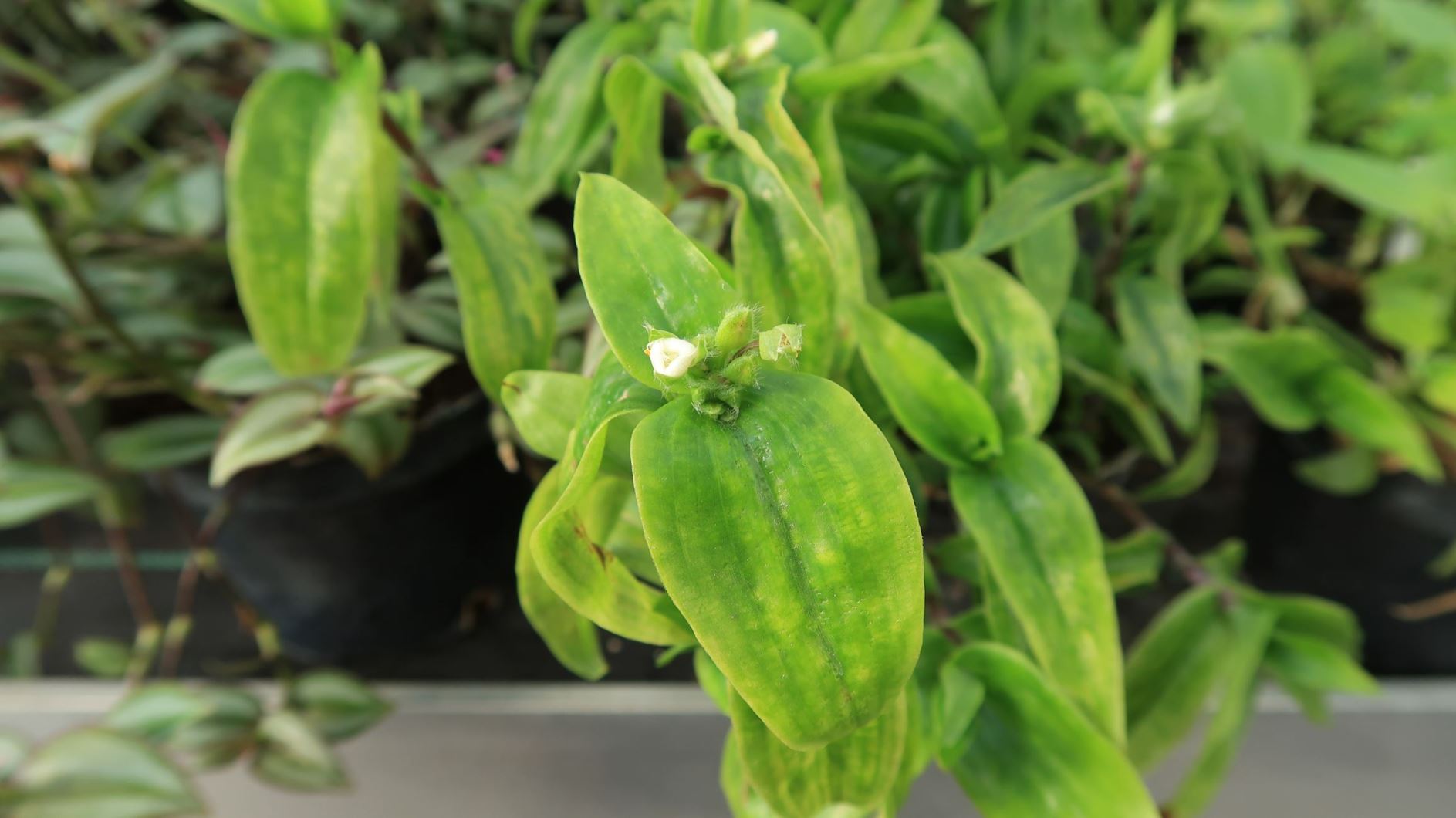 Tradescantia fluminensis - Rio-Dreimasterblume, small-leaf spiderwort