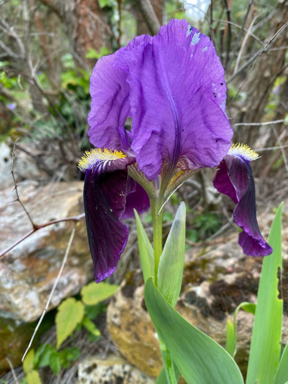 Iris marsica