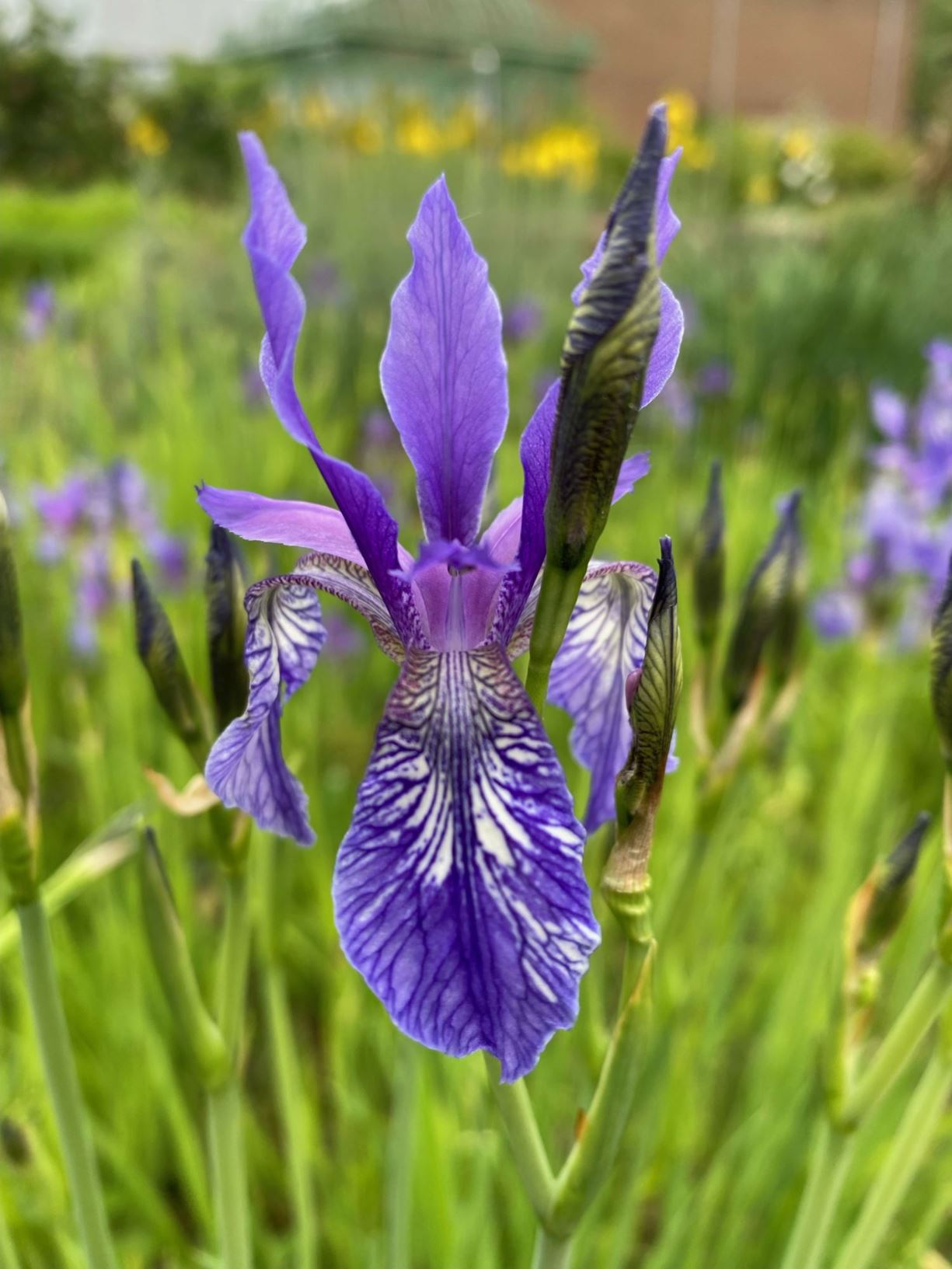 Iris ruthenica - Siebengürger Gras-Schertlilie, ever blooming iris