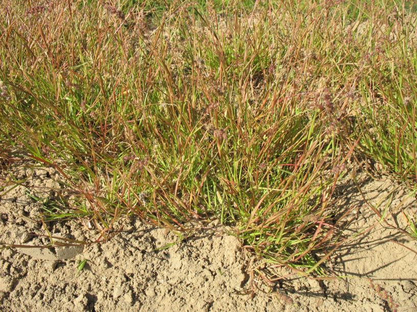 Cenchrus spinifex - Stachelgras, Coastal sandbur