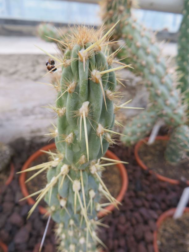 Cylindropuntia "microclados"