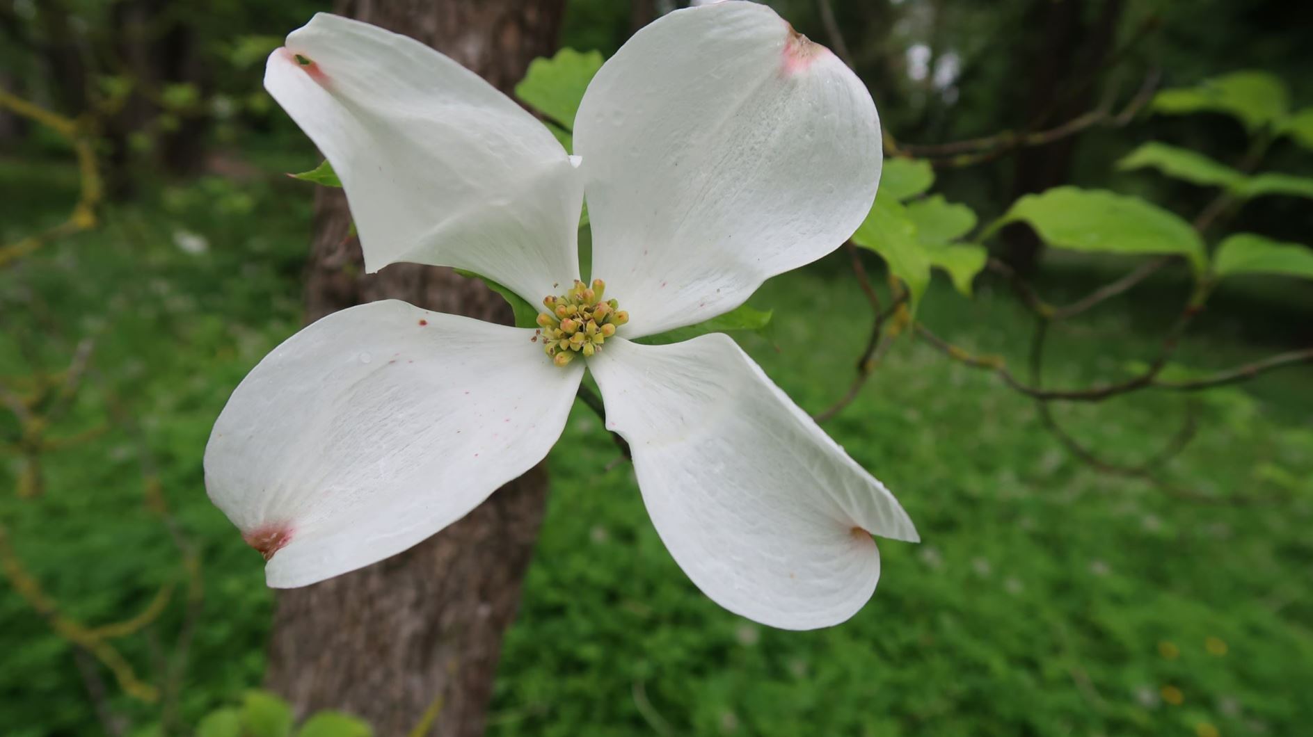 Cornus florida - Blumen-Hartriegel, Flowering dogwood