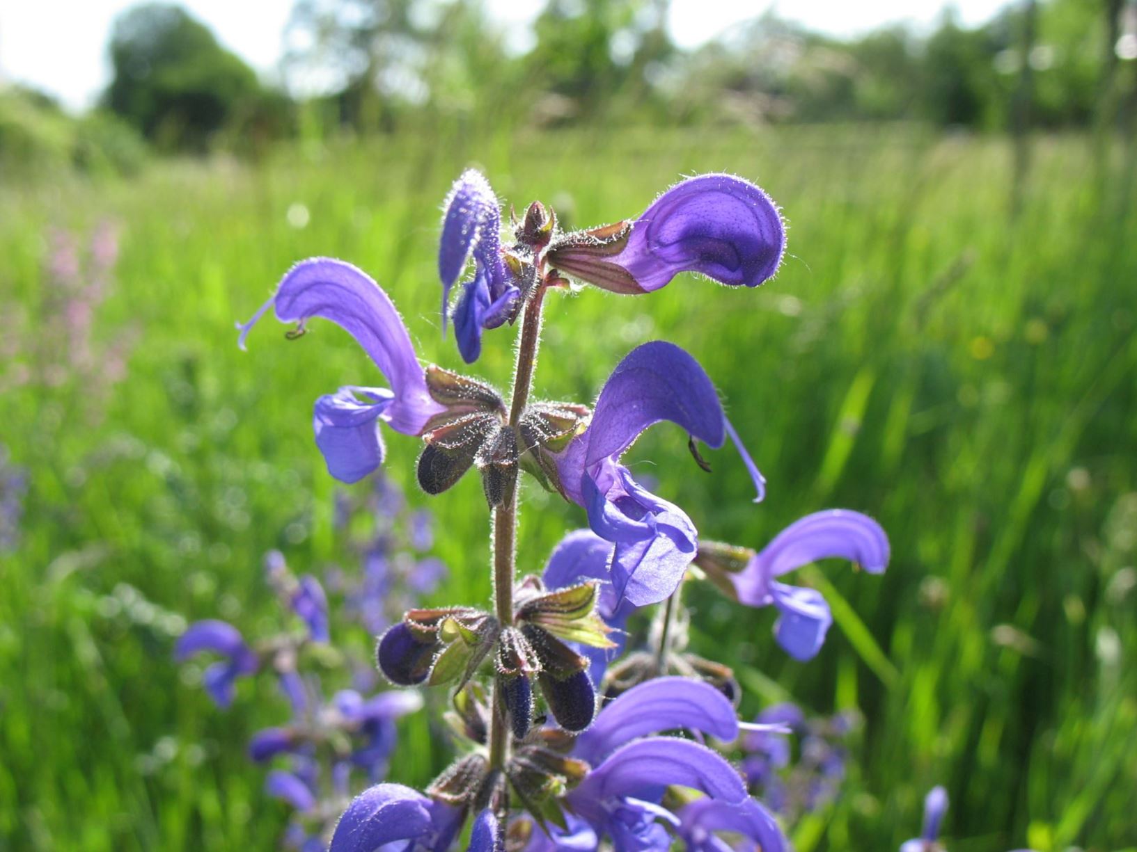 Salvia pratensis - Wiesen-Salbei, meadow clary, meadow sage