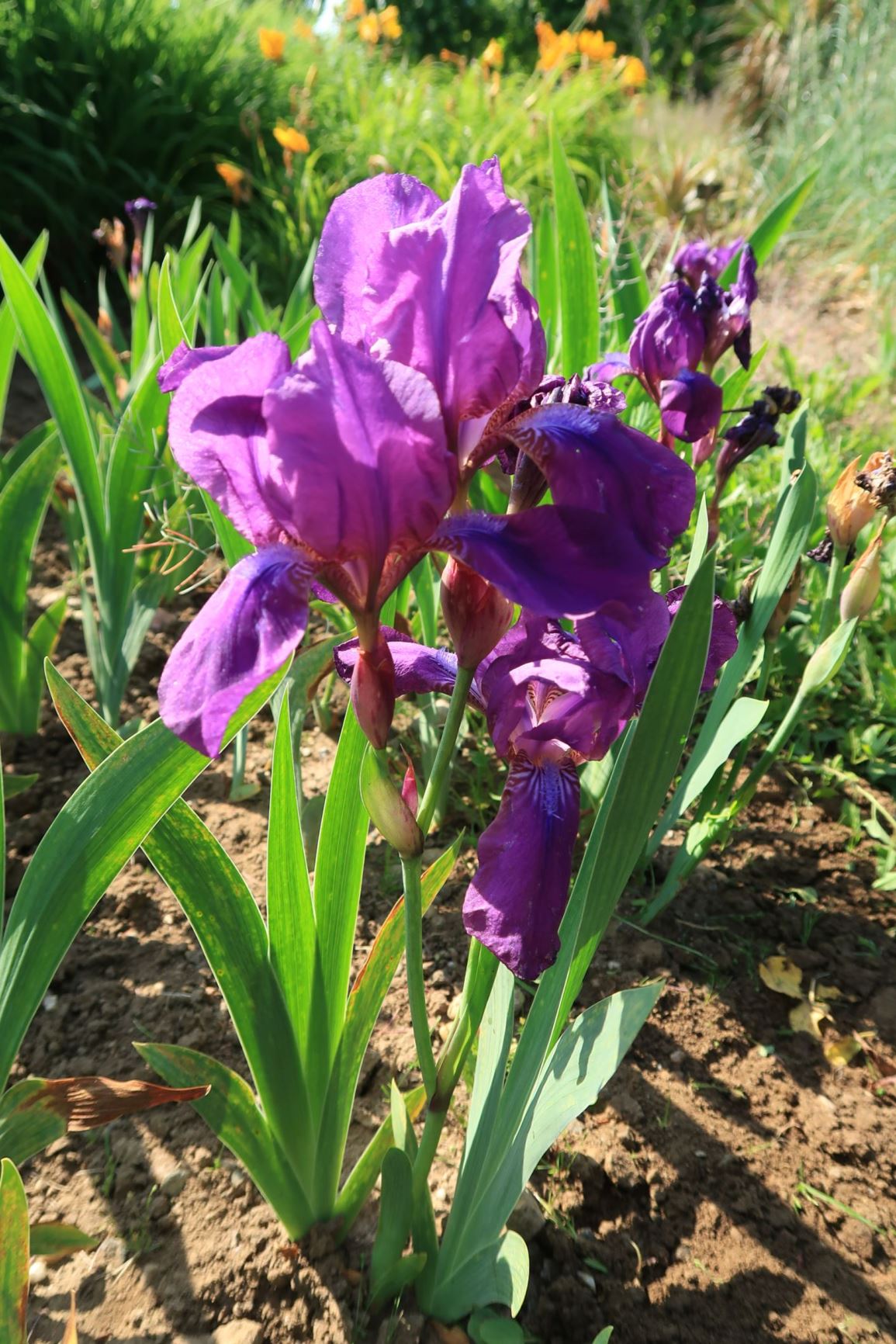 Iris aphylla - Nacktstänglige Schwertlilie, leafless iris