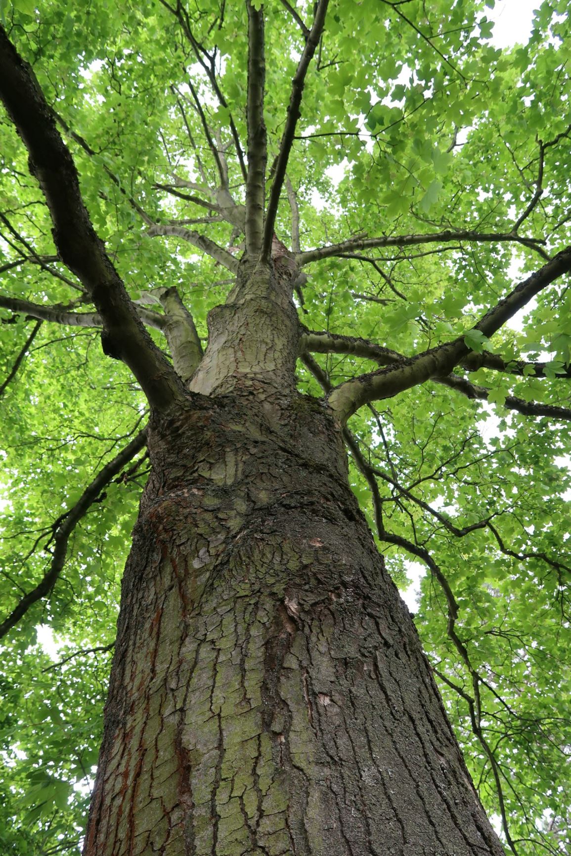 Acer pseudoplatanus - Berg-Ahorn, European sycamore, Sycamore maple