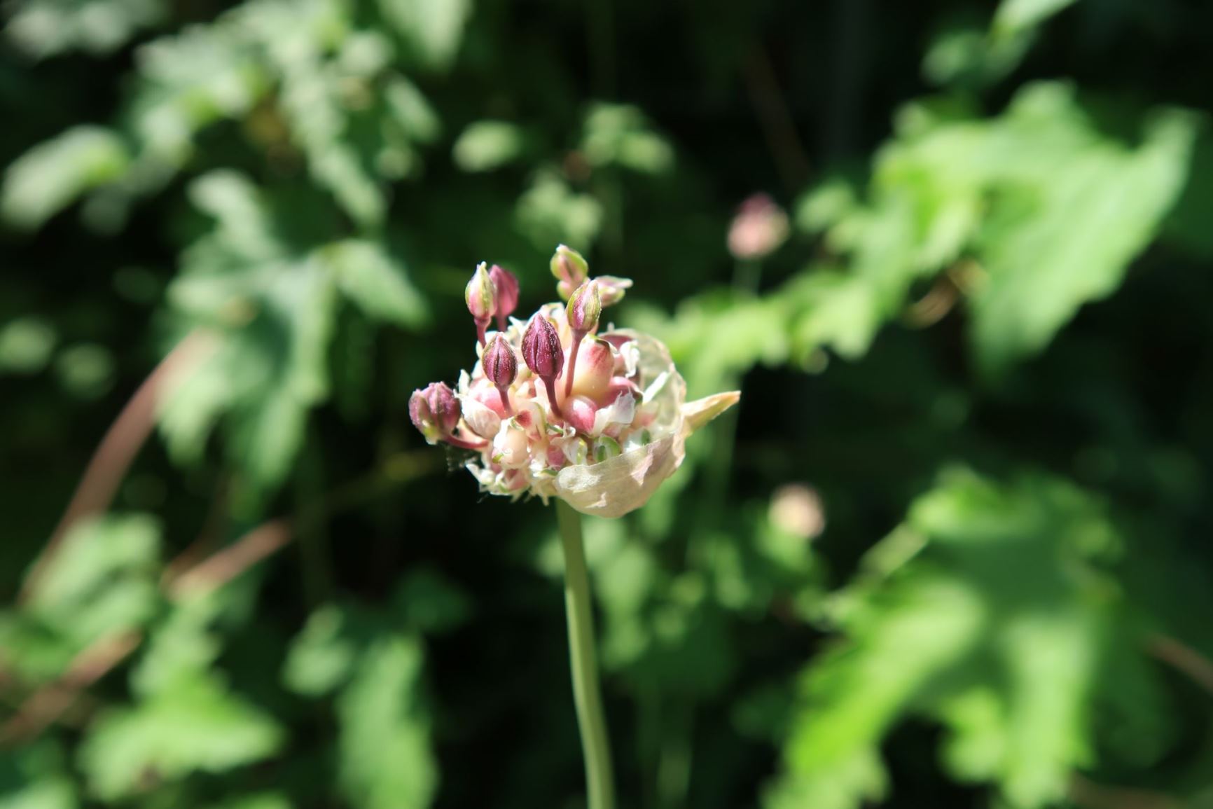 Allium scorodoprasum - Schlangen-Lauch, sand leek