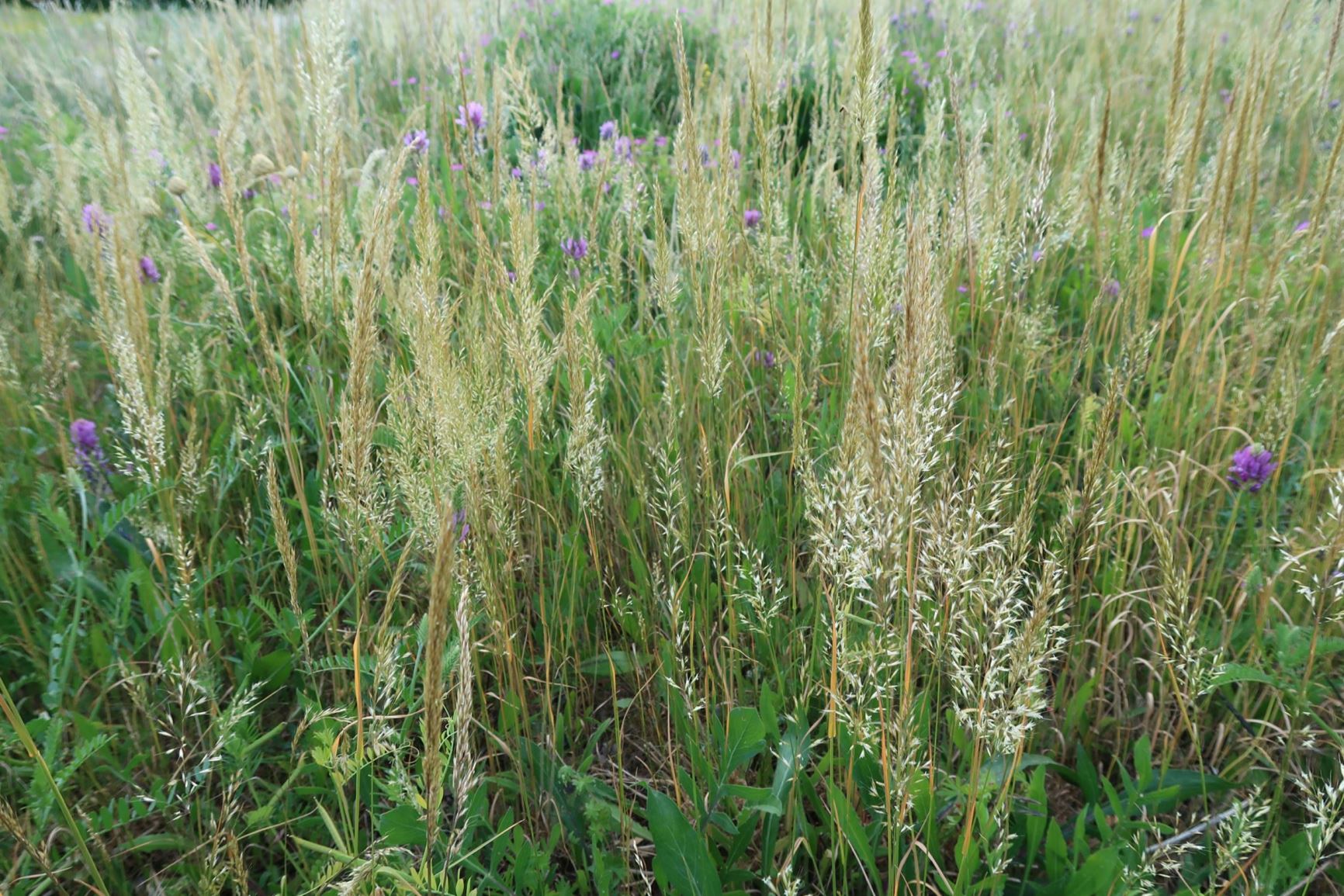 Trisetum flavescens - Wiesen-Goldhafer, yellow oatgrass