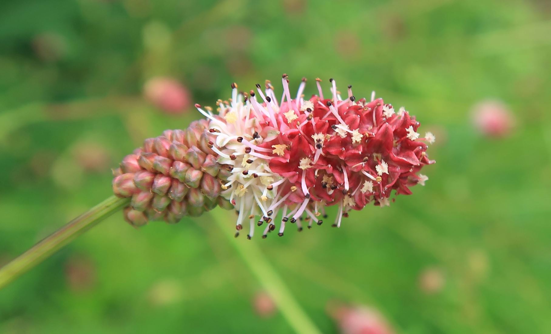 Sanguisorba tenuifolia - Ostasiatischer Wiesenknopf