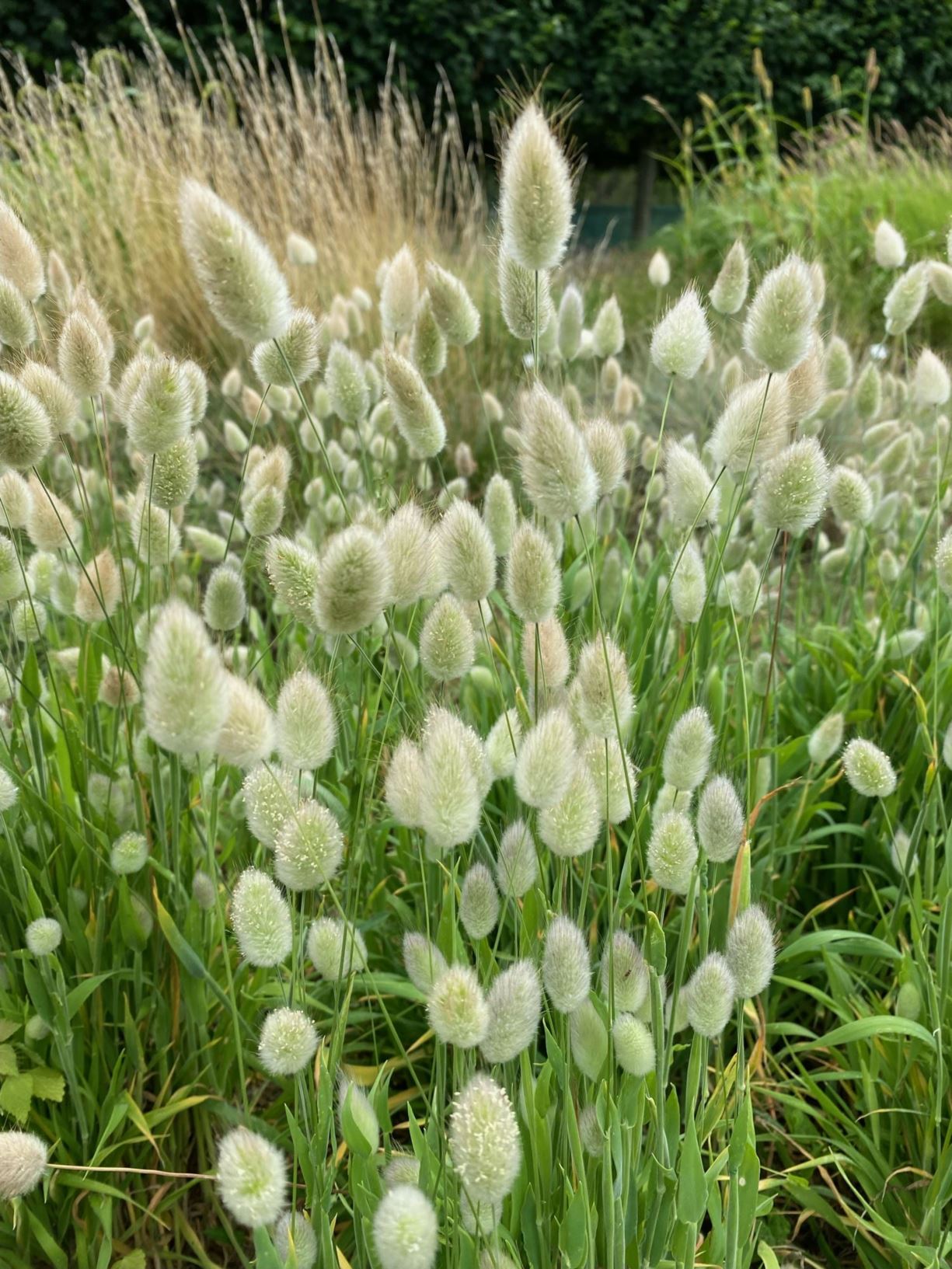 Lagurus ovatus - Hasenschwanzgras, hare's-tail grass