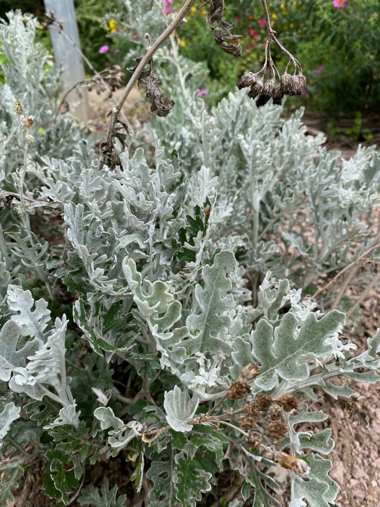 Jacobaea maritima - Silber-Greiskraut, silver ragwort