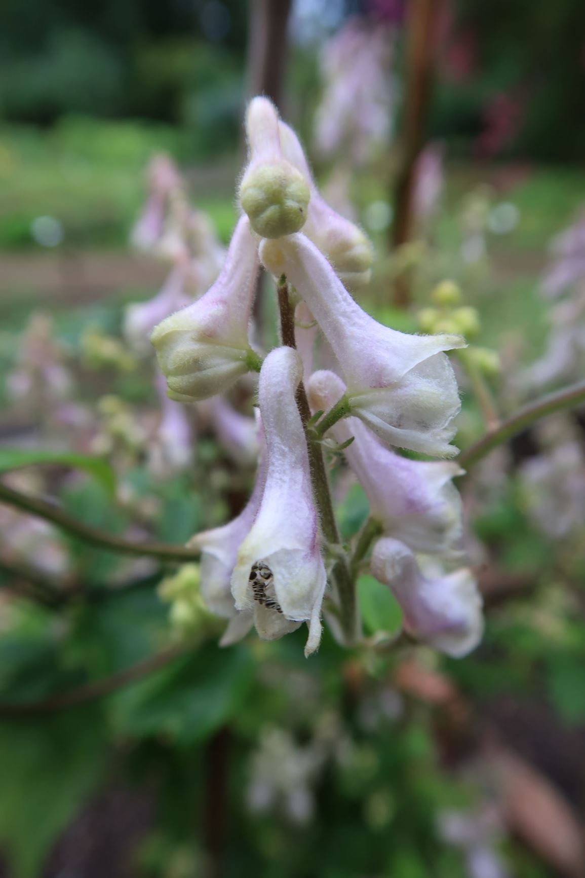 Aconitum alboviolaceum var. alboviolaceum - Weißvioletter Eisenhut