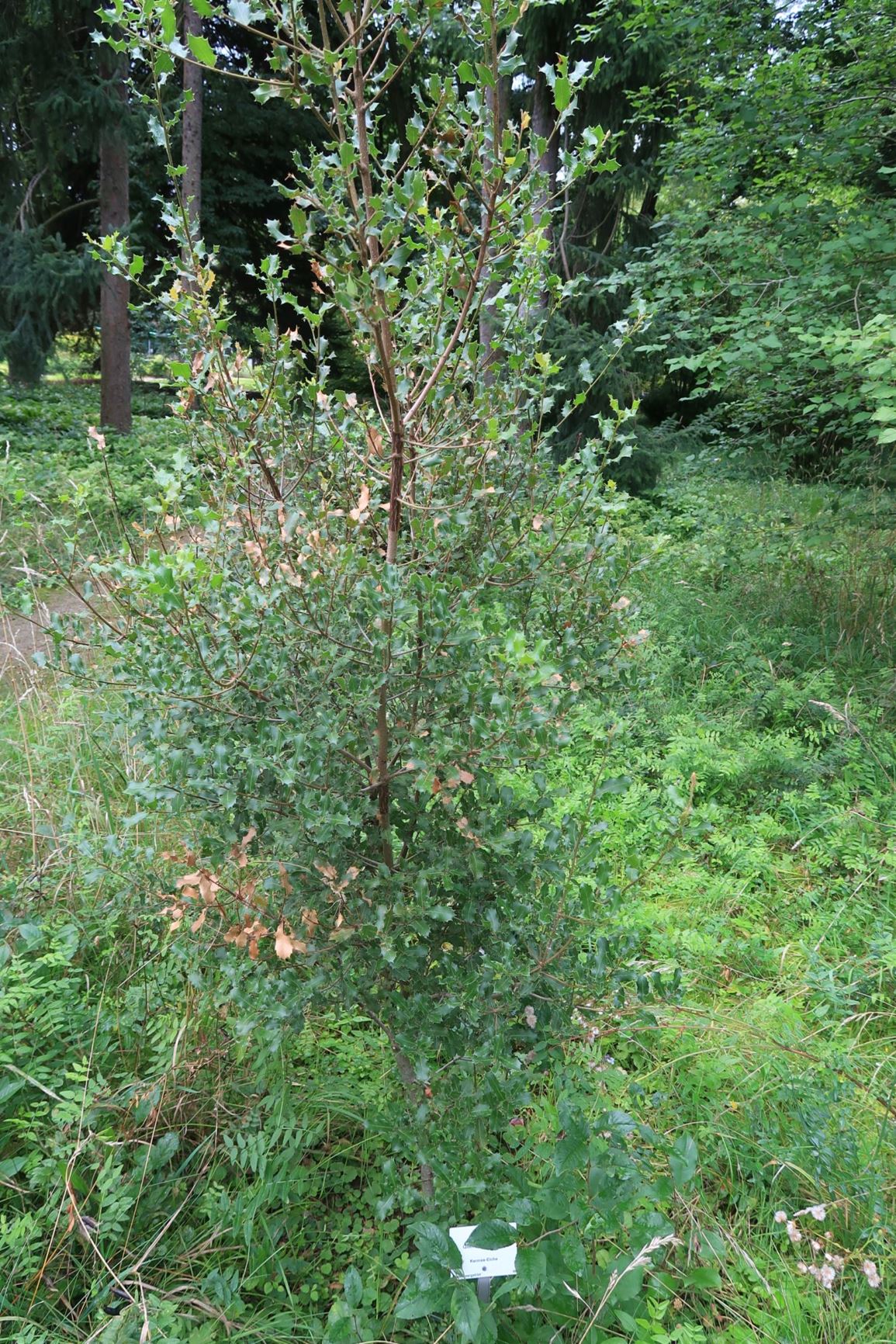 Quercus coccifera - Kermes-Eiche, Kermes Oak