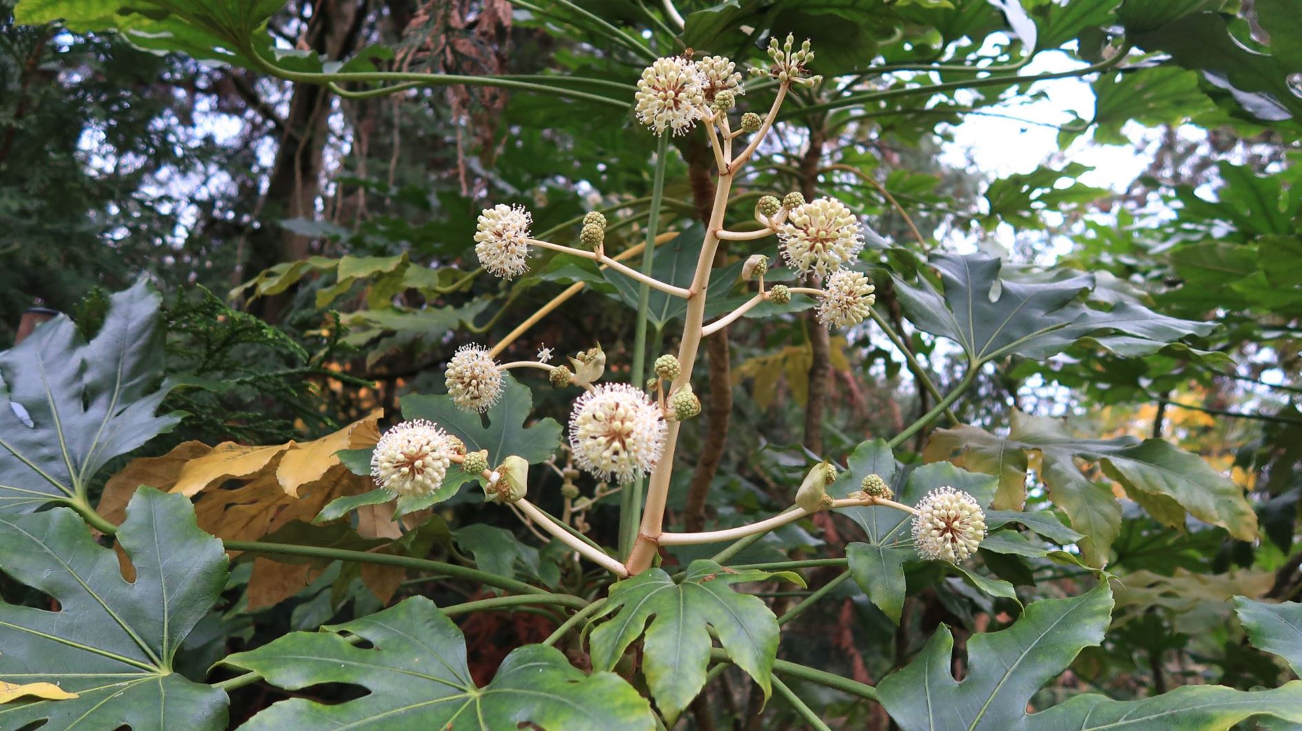 Fatsia japonica - Zimmeraralie, false castor oil plant, Japanese aralia, paperplant
