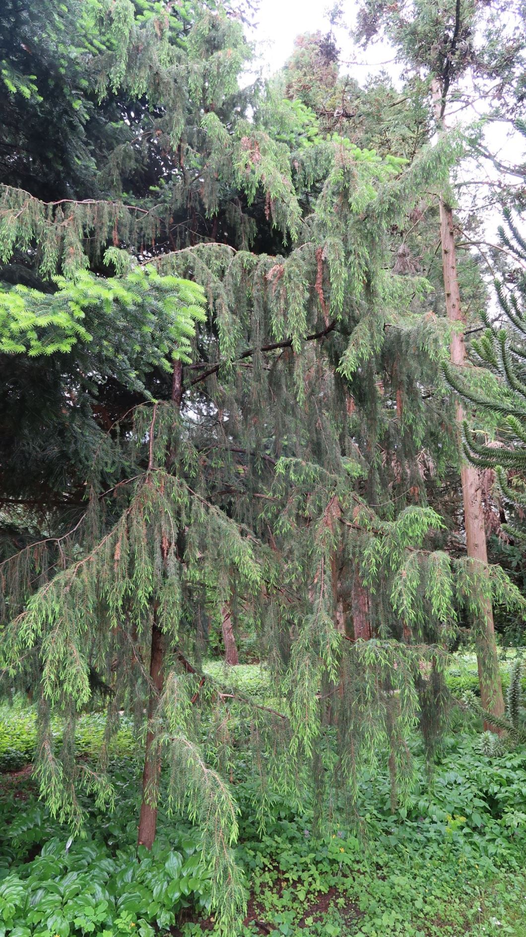 Juniperus rigida - Igel-Wacholder, Nadel-Wacholder, temple juniper