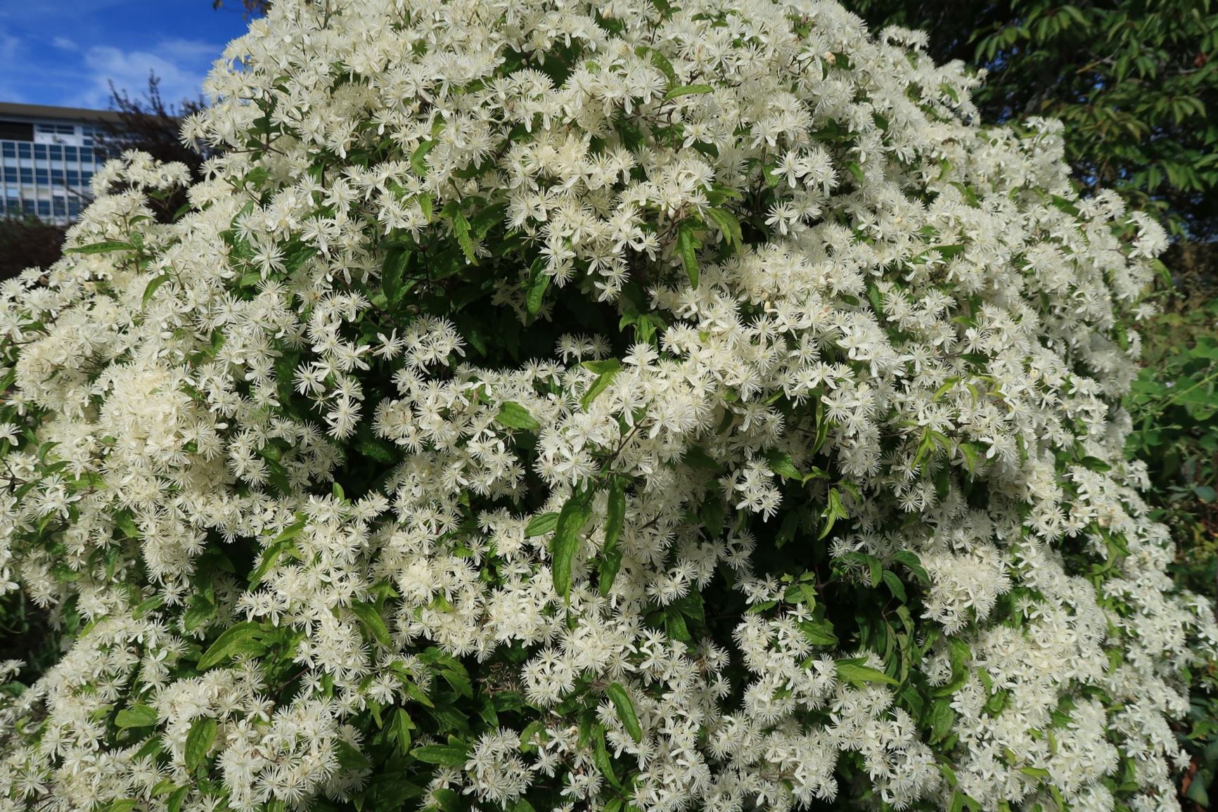Clematis apiifolia - Sellerieblättrige Waldrebe
