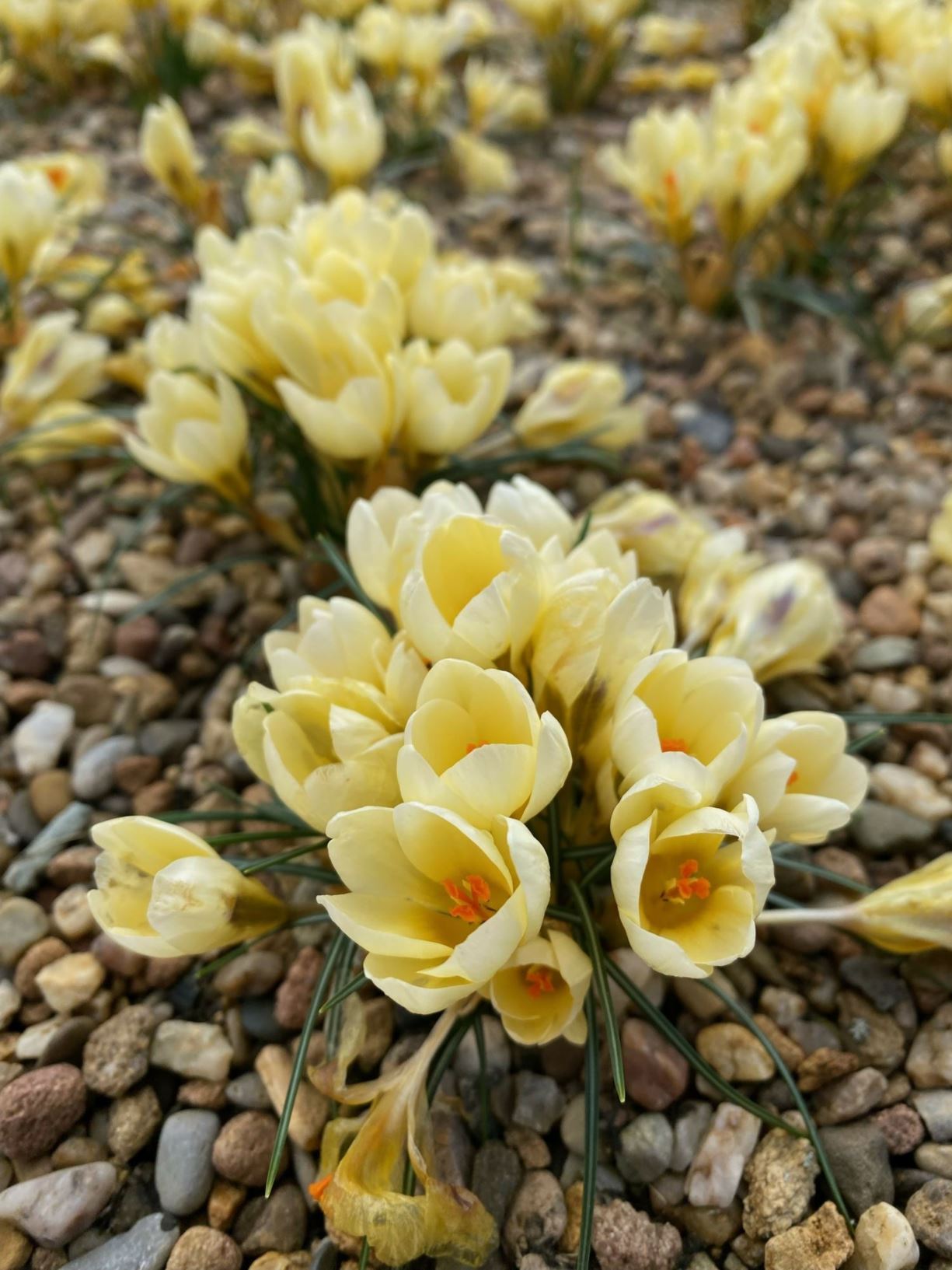 Crocus chrysanthus 'Cream Beauty' - Kleiner Krokus, snow crocus