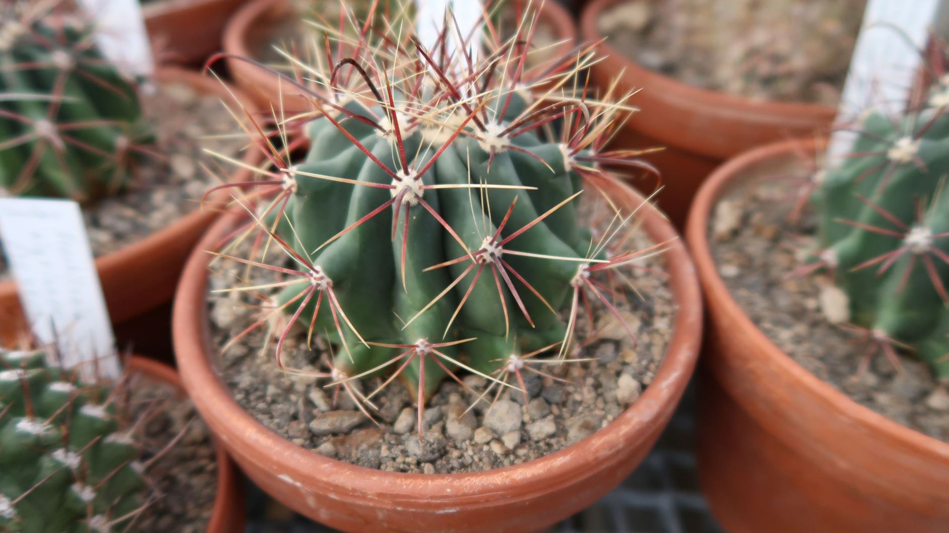 Ferocactus wislizeni - Arizona barrel cactus, compass barrel, fishhook barrel cactus
