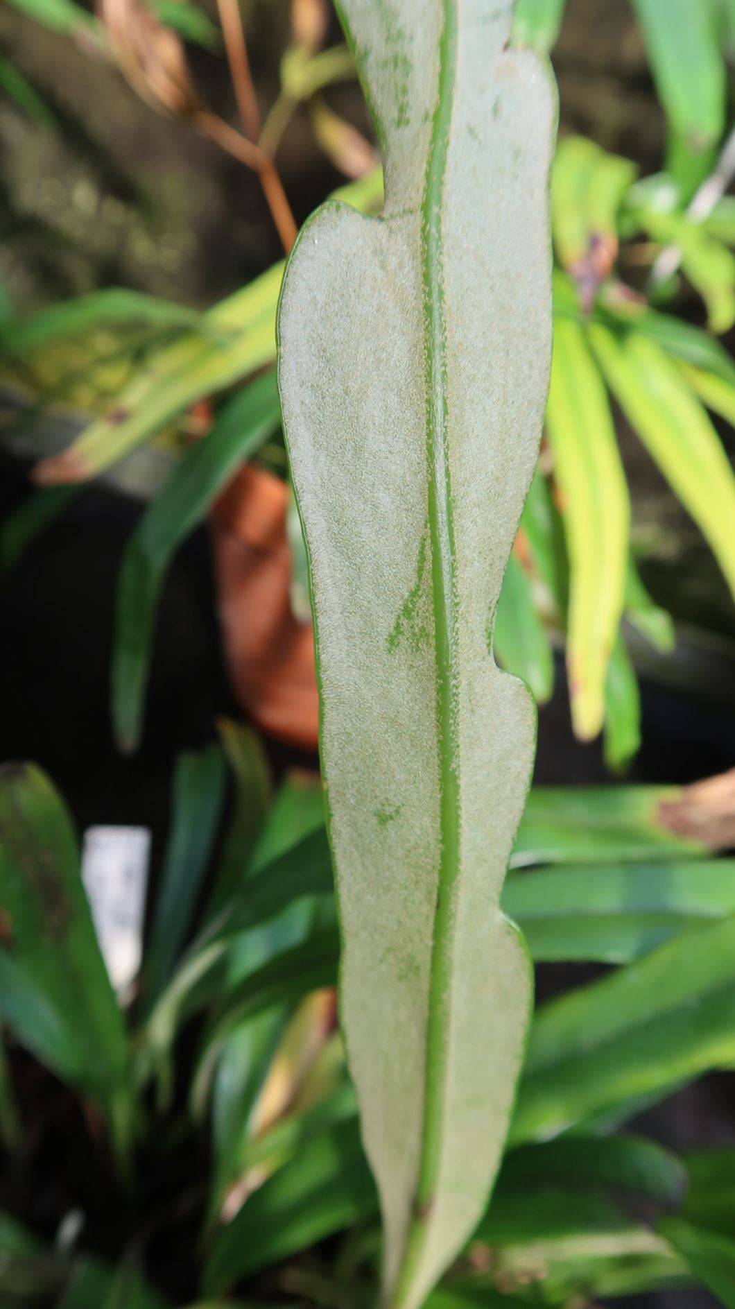 Pyrrosia longifolia