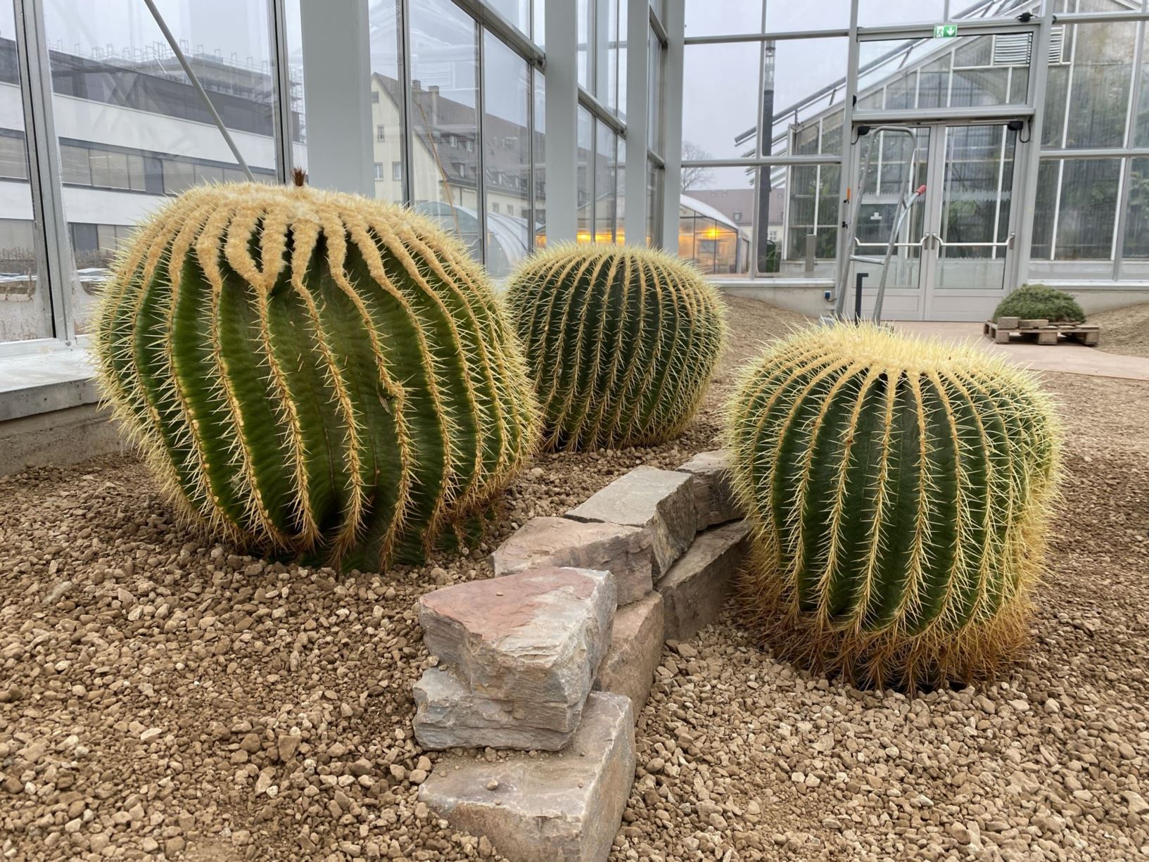 Kroenleinia grusonii - Goldkugelkaktus, Schwiegermutttersessel, golden barrel cactus